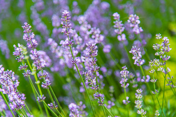 blooming lavender flowers detail with blurred background