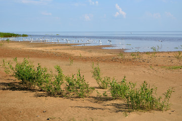 Sandy shore of the lake and seagulls on the water against the backdrop of a cloudy sky. Summer landscape with a lake and seagulls.Lake Ilmen Novgorod region