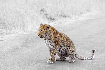 Leopard in Kruger National park, South Africa