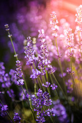 lavender flowers detail and blurred background with beautiful sunset color effect