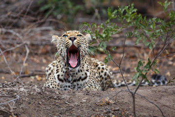 leopard female yawning in Sabi Sands Game Reserve in the Greater Kruger Region in South Africa