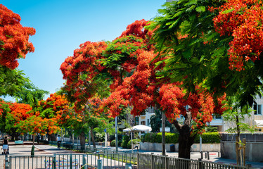 Obraz premium Red flowers trees at boulevard Rothschild, the most prestige and luxury area in Tel Aviv.