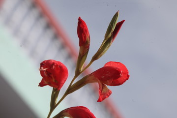 THIS IMAGE IS BELONGS TO RED FLOWER
