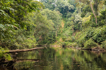 Fototapeta na wymiar Taman Negara rainforest, Malaysia