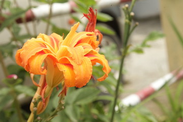 THIS IMAGE IS BELONG TOYELLOW FLOWER