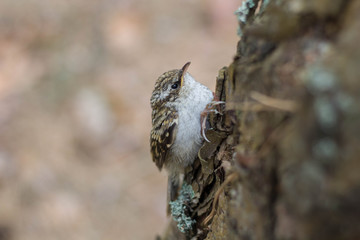Little bird nestling on a tree close up