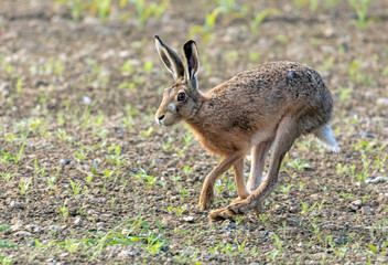 Fototapeta premium hare in the field 