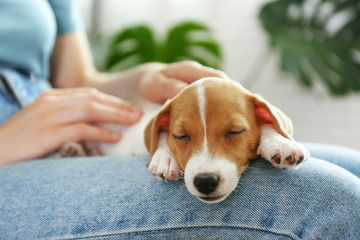 The cuttest two months old Jack Russel terrier puppy named Maisie sleeping on woman's lap. Small adorable doggy with funny fur stains lying with owner. Close up, copy space, isolated background.