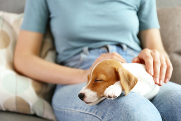 The cuttest two months old Jack Russel terrier puppy named Maisie sleeping on woman's lap. Small...