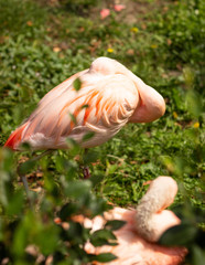 two birds pink flamingo in green leaves, outdoors, close-up