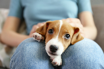 The cuttest two months old Jack Russel terrier puppy named Maisie sleeping on woman's lap. Small adorable doggy with funny fur stains lying with owner. Close up, copy space, isolated background.