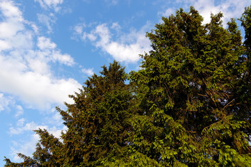 Tall spruce against the blue sky. Russia. Moscow region