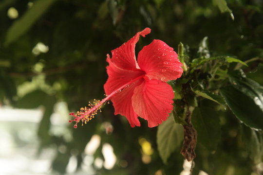THIS IMAGE IS BELONG TO RED GUDHAL FLOWER