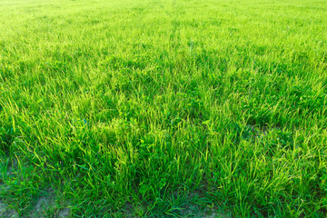 Obraz premium Bright spring green trees nature landscape.