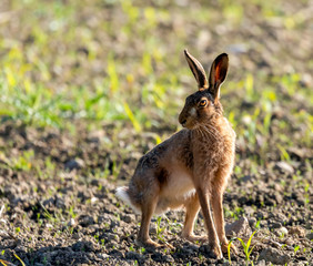 Hare in the field