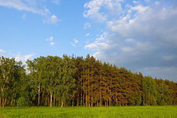 Obraz premium Landscape. Forest on the horizon. Green field. Russia