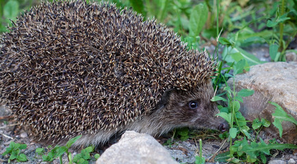 Young beautiful hedgehog in natural habitat outdoors in the nature.