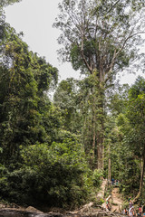 Taman Negara rainforest, Malaysia