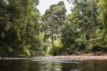 Taman Negara rainforest, Malaysia