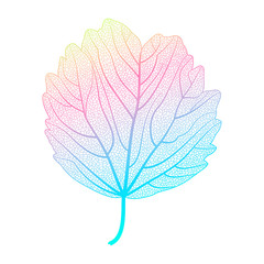 Leaf isolated. Heart-shaped leaves. Vector illustration