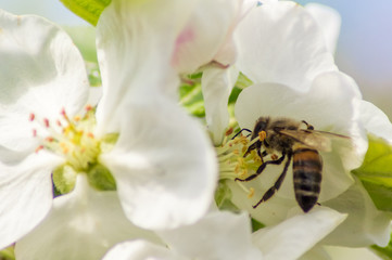 Kwinty © Rafal Lechowicz