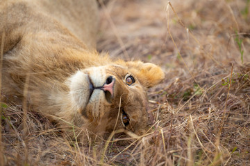 Lion pride with sub adults © Darrel