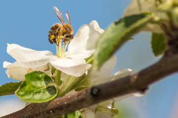 Kwinty © Rafal Lechowicz