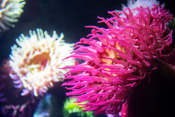 Naklejka na ściany i meble coral and sea anemones at the Ripley's Aquarium in Toronto Ontario Canada