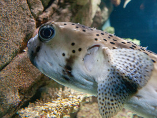 Fish at aquarium Auckland New Zealand © A