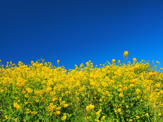 江戸川土手に咲く菜の花風景