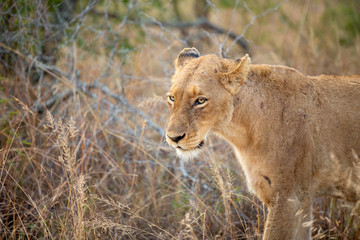 Lion pride with sub adults