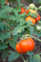 Ripe red tomatoes growing on bush in the garden