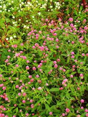 畦に咲く千日紅風景