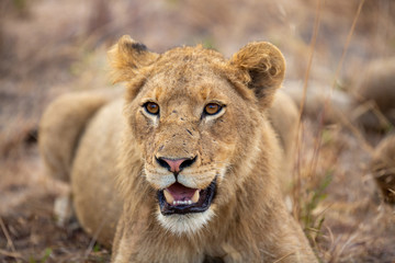 Obraz na płótnie Canvas Lion pride with sub adults