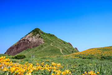 大野亀のトビシマカンゾウ