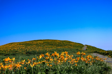 大野亀のトビシマカンゾウ