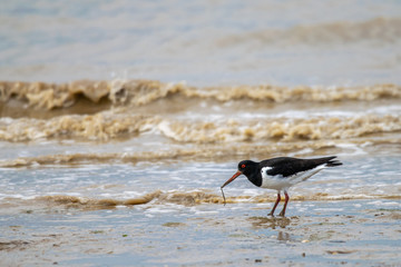 Common Pied Oystercatcher (Haematopus ostralegus) searching for food at low tide in the Dengie mud flats, Burnham on Crouch, Essex, UK