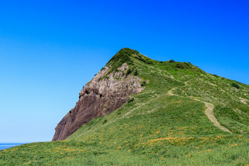 大野亀のトビシマカンゾウ