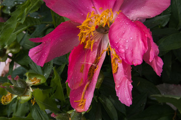Close up of beautiful blooming pink peony  with water drop in summer garden. Selected focus