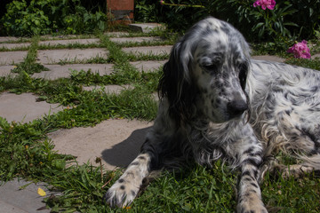 Dog English Setter.Outdoor in the garden summer day