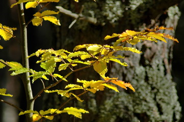 The colorful beauty of autumn in the forest and mountain Plana Bulgaria