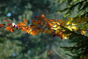 The colorful beauty of autumn in the forest and mountain Plana Bulgaria