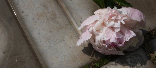 Closeup of a white and pink wilted peony flowers with water drops after rain. Selected focus. Banner