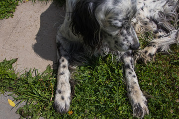 Dog English Setter.Outdoor in the garden summer day