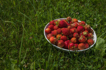 Plate with wild strawberry .Ripe red fruit on Natural background