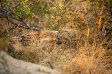 Hyaena skulking around.