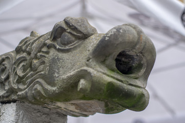 Rzygacz © Rafal Lechowicz