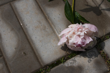 Closeup of a white and pink wilted peony flowers with water drops after rain. Selected focus