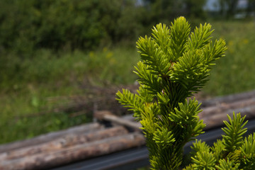 Fresh branch of spruce in the garden