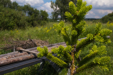 Fresh branch of spruce in the garden